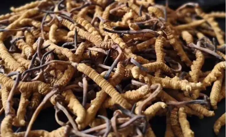 新鮮冬蟲夏草怎么保存，鮮草怎么吃？