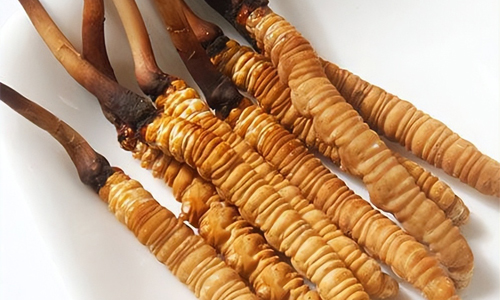 冬蟲夏草的吃法，冬蟲夏草的家常做法