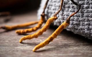 冬蟲(chóng)夏草的真實(shí)作用，冬蟲(chóng)夏草主要有什么成分