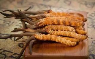 冬蟲(chóng)夏草是新的好還是陳的好，冬蟲(chóng)夏草是新鮮的好還是曬干的好