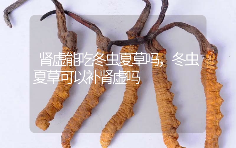 腎虛能吃冬蟲夏草嗎，冬蟲夏草可以補(bǔ)腎虛嗎？