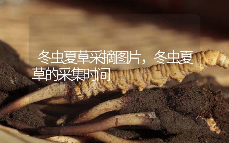 冬蟲夏草采摘圖片，冬蟲夏草的采集時(shí)間