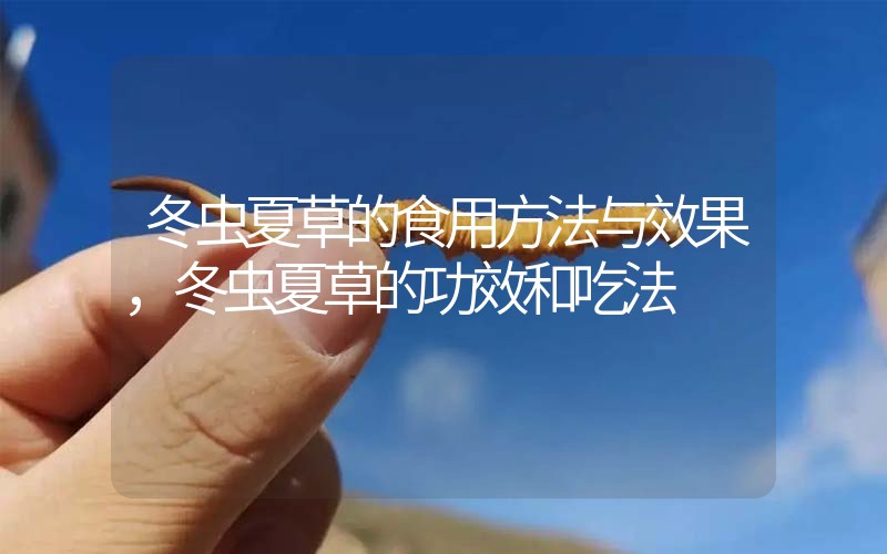 冬蟲夏草的食用方法與效果，冬蟲夏草的食用方法！