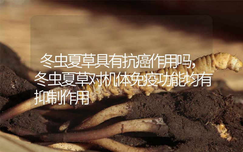 冬蟲夏草具有抗癌作用嗎，冬蟲夏草對機體免疫功能均有抑制作用