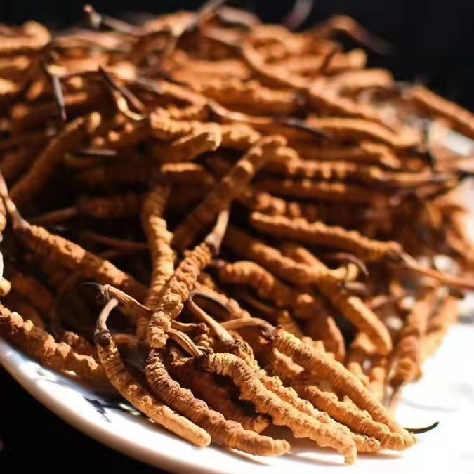 冬蟲夏草為什么這么貴呢？有便宜的能買嗎