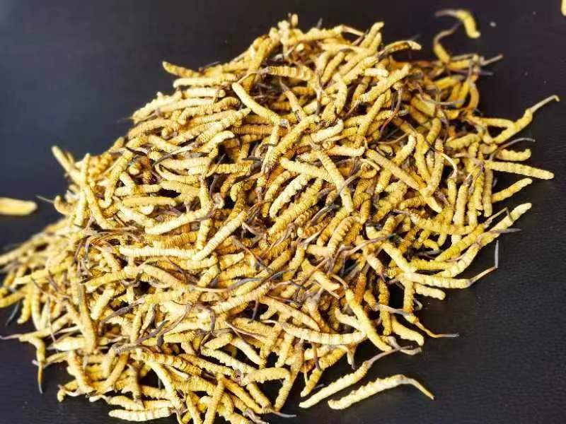 冬蟲夏草哪幾種食用方法比較好呢？推薦幾種參考