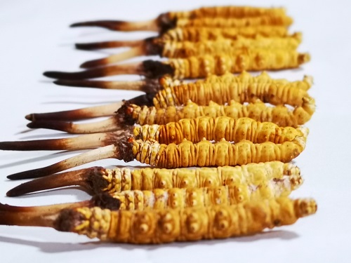 冬蟲夏草應(yīng)該怎么吃補腎效果明顯呢