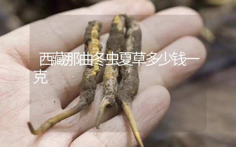 西藏那曲冬蟲夏草多少錢一克？