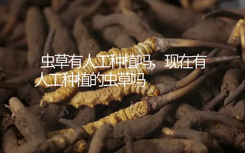 蟲(chóng)草有人工種植嗎，現(xiàn)在有人工種植的蟲(chóng)草嗎