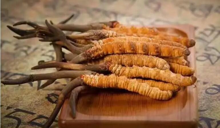 鮮蟲草和干蟲草，應(yīng)該怎么選擇？