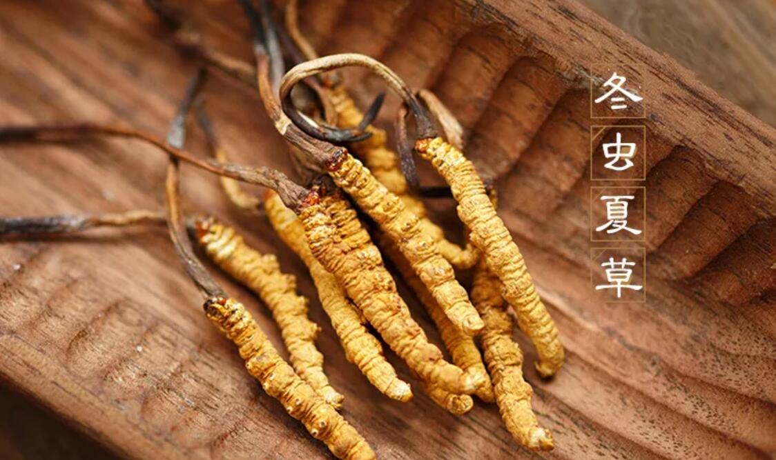 冬蟲夏草有什么藥用價值？冬蟲夏草作用與效果