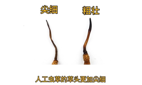 人工蟲(chóng)草和野生蟲(chóng)草如何分辨？人工冬蟲(chóng)夏草怎么鑒別