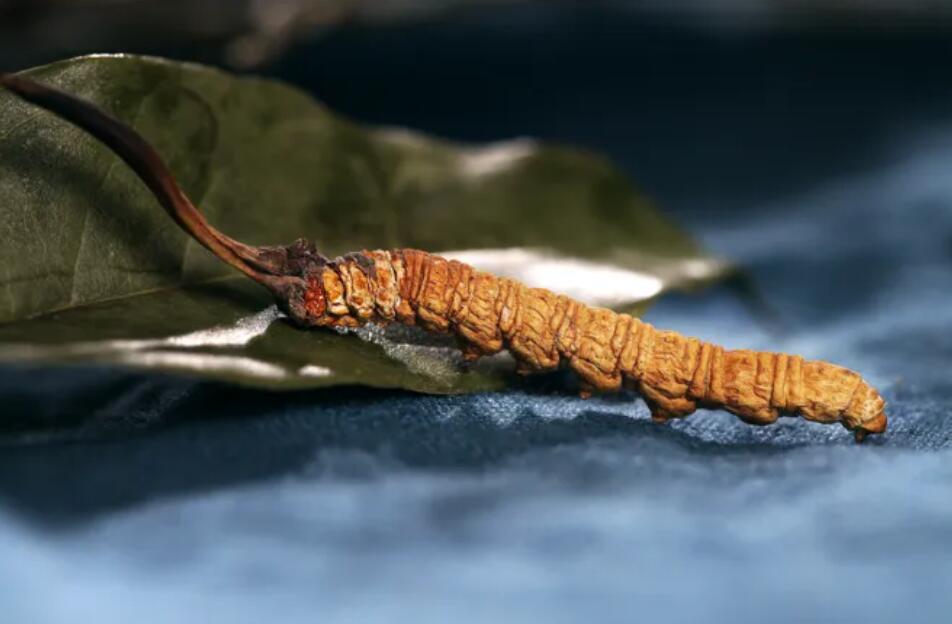 冬蟲夏草的由來，冬蟲夏草是怎么形成的？