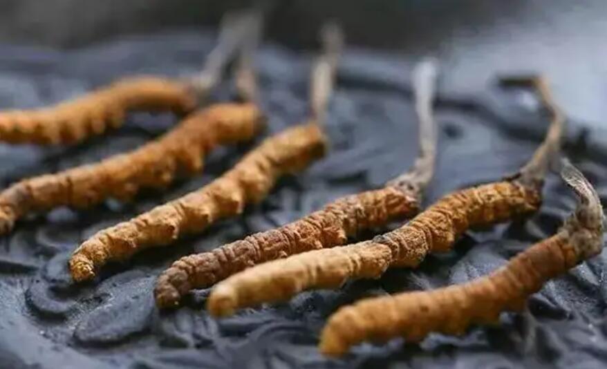 冬蟲夏草價格貴嗎？冬蟲夏草一般多少錢？