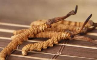 新鮮冬蟲(chóng)夏草哪里有賣(mài)？哪里可以買(mǎi)到新鮮的冬蟲(chóng)夏草？