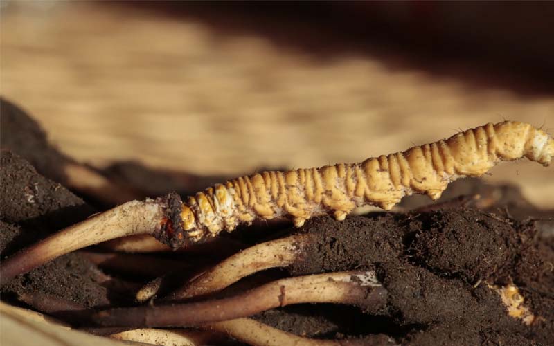 什么是人工冬蟲夏草？人工蟲草和野生蟲草的區(qū)別，如何分辨？