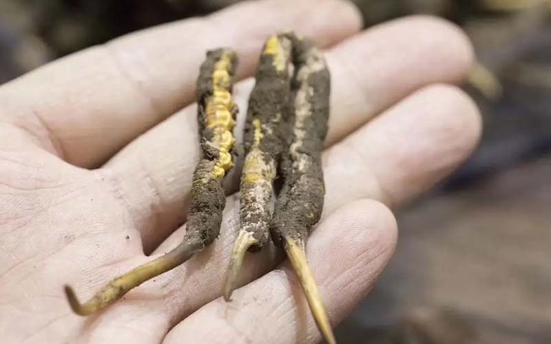 西藏那曲冬蟲夏草批發(fā)價(jià)格?那曲蟲草批發(fā)價(jià)多少錢一斤？