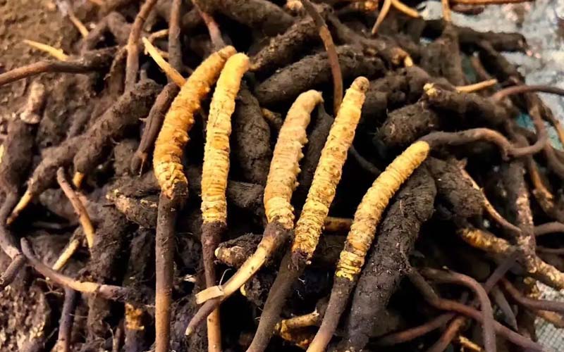 冬蟲夏草的鑒別方法有哪些？