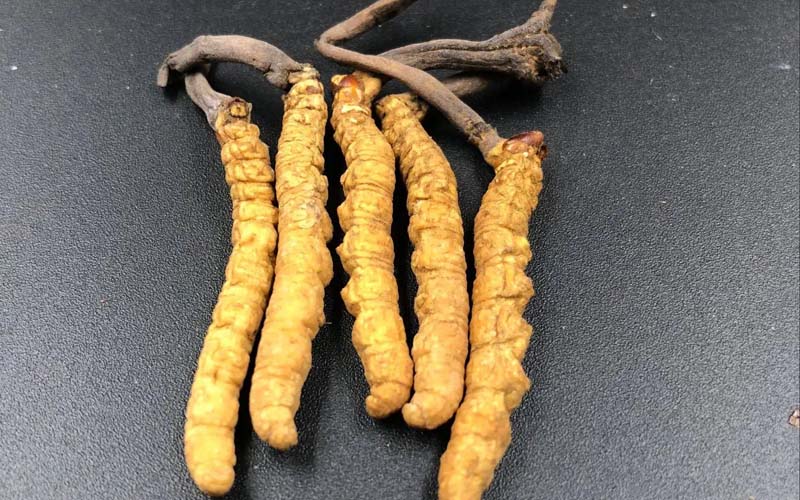 西藏那曲冬蟲夏草怎么辨別真假？那曲蟲草鑒別方法