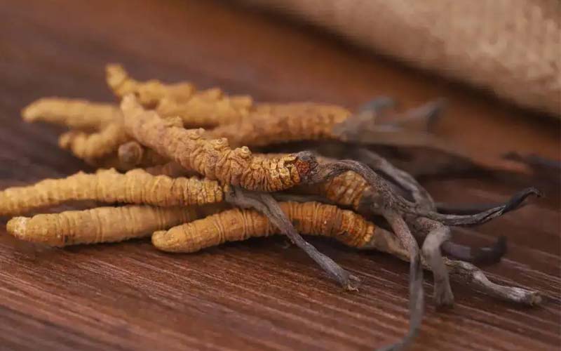 西藏的冬蟲(chóng)夏草作用如何？