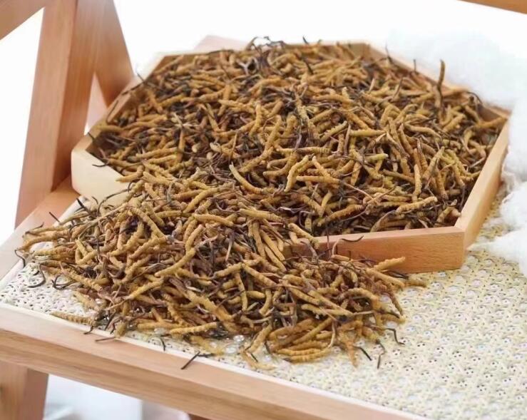 冬蟲夏草營(yíng)養(yǎng)在蟲還是草