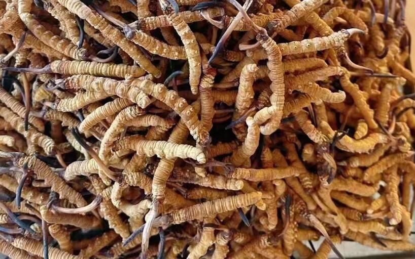 蛹蟲(chóng)草與冬蟲(chóng)夏草的相同與不同