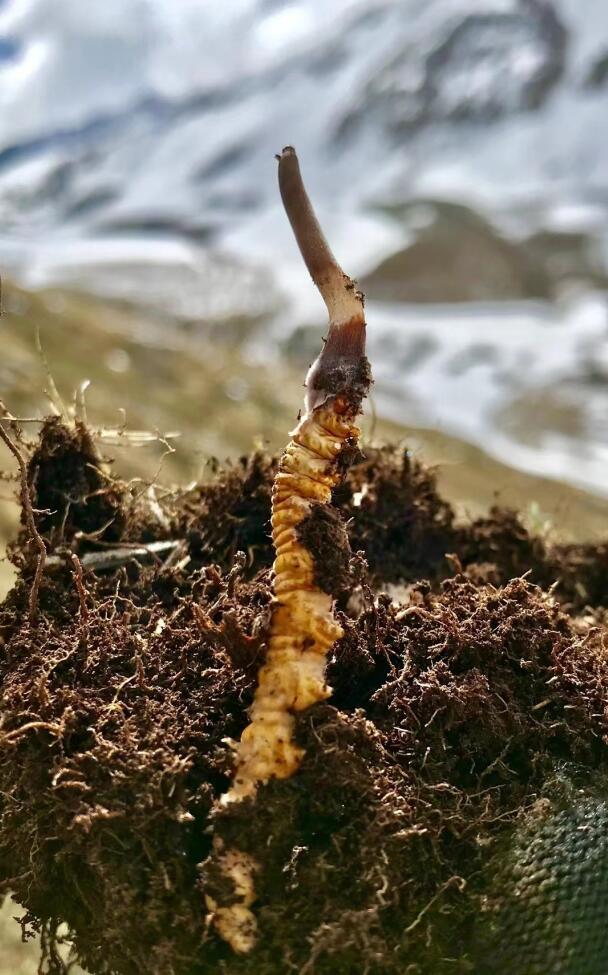 冬蟲夏草產地的生態(tài)因素主要包括哪些