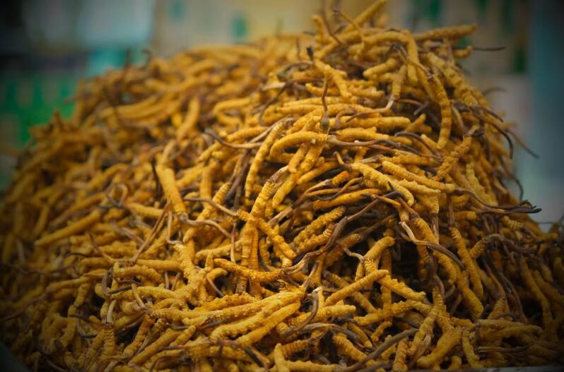 冬蟲(chóng)夏草的產(chǎn)量為何一年不如一年呢？