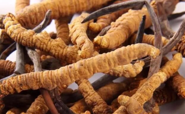 <a href=http://m.cw298.com/chifa/ target=_blank class=infotextkey>冬蟲(chóng)夏草的吃法</a>