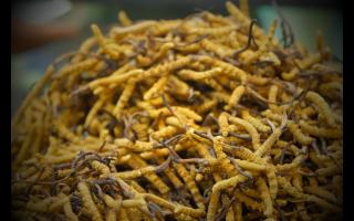 春天養(yǎng)生保健用冬蟲(chóng)夏草的好處有什么