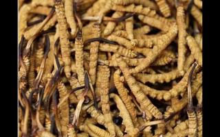 影響新鮮冬蟲夏草品質(zhì)的因素有哪些？