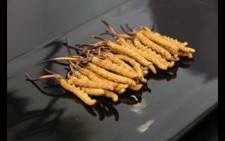 金蟬花能替代冬蟲(chóng)夏草嗎？