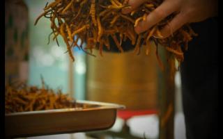 人工蟲(chóng)草和野生冬蟲(chóng)夏草的區(qū)別？