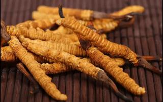 冬蟲(chóng)夏草的價(jià)格是根據(jù)什么定的？