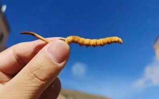 真正的冬蟲夏草長(zhǎng)什么樣子？怎樣才是好的冬蟲夏草？