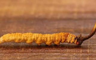 冬蟲(chóng)夏草斷草和整根有何區(qū)別？