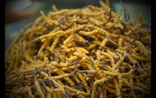 自己吃的冬蟲夏草應(yīng)該如何選購(gòu)？