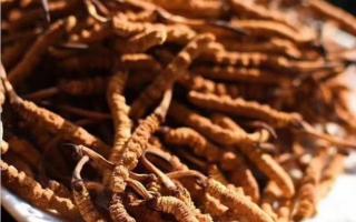 野生冬蟲夏草的形成條件相當(dāng)苛刻！