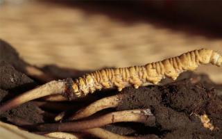 冬蟲夏草是不可再生資源嗎？