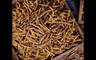 冬蟲(chóng)夏草和亞香棒蟲(chóng)草有何區(qū)別？