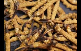 凍干的冬蟲夏草與人工種植的有何區(qū)別！