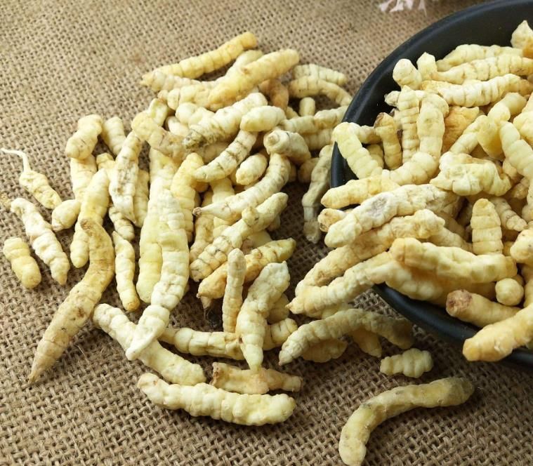 冬蟲夏草和白蟲草有什么區(qū)別？