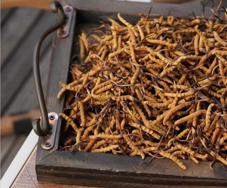 冬蟲夏草如何分級？