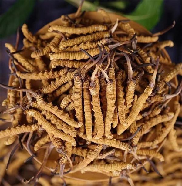 冬蟲夏草和西瓜子可以一起食用。冬蟲夏草被認為具有滋陰補腎、益氣養(yǎng)血的作用，而西瓜子富含蛋白質(zhì)、脂肪、維生素B、鎂等營養(yǎng)物質(zhì)，有助于促進消化、補充能量等。