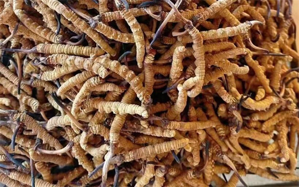 冬蟲(chóng)夏草可以和番石榴一起吃嗎？