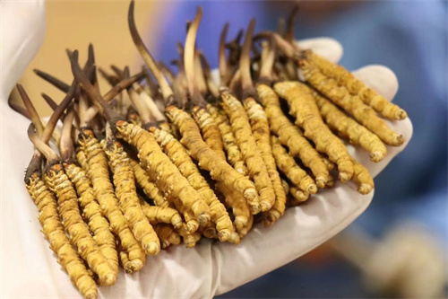 特級冬蟲夏草好在哪？特級冬蟲夏草的4個有點
