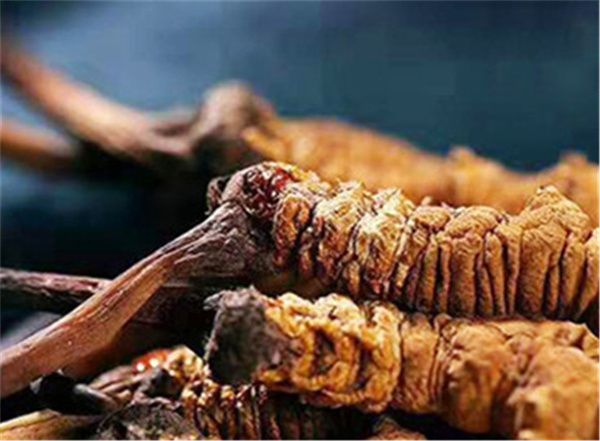 冬蟲夏草吃多了會(huì)不會(huì)上火？冬蟲夏草是一種溫補(bǔ)的草藥