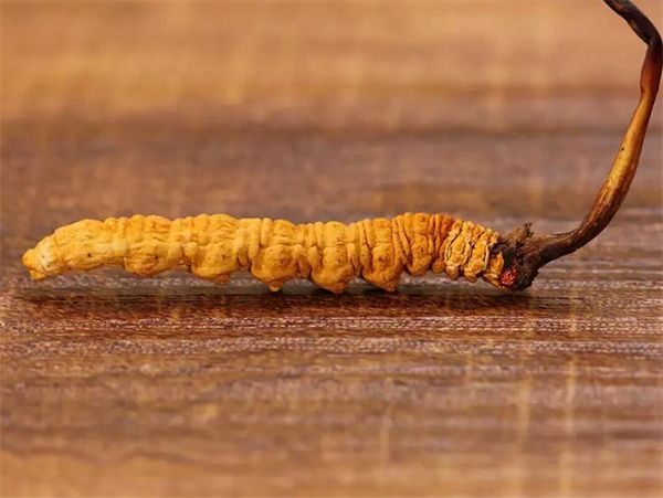 冬蟲夏草草頭越長(zhǎng)品質(zhì)越好嗎？草頭越長(zhǎng)冬蟲夏草品質(zhì)越好