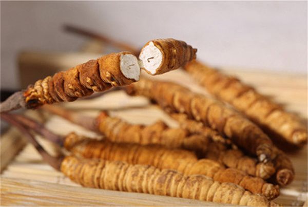 冬蟲(chóng)夏草可以直接食用嗎？直接生吃無(wú)法發(fā)揮冬蟲(chóng)夏草藥理作用