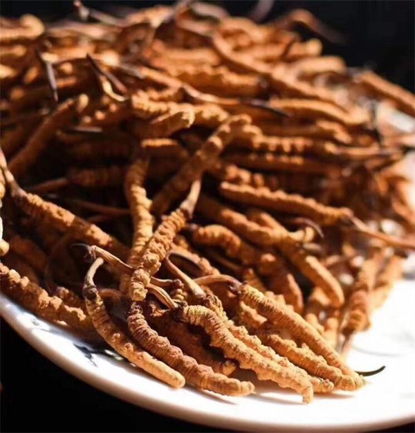 冬蟲夏草和什么一起吃效果好？冬蟲夏草的4種搭配食材